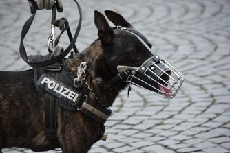 Polizeihund